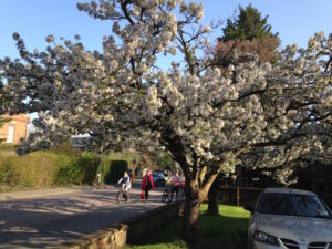 Cherry trees in full bloom line Grand Road in Cambridge